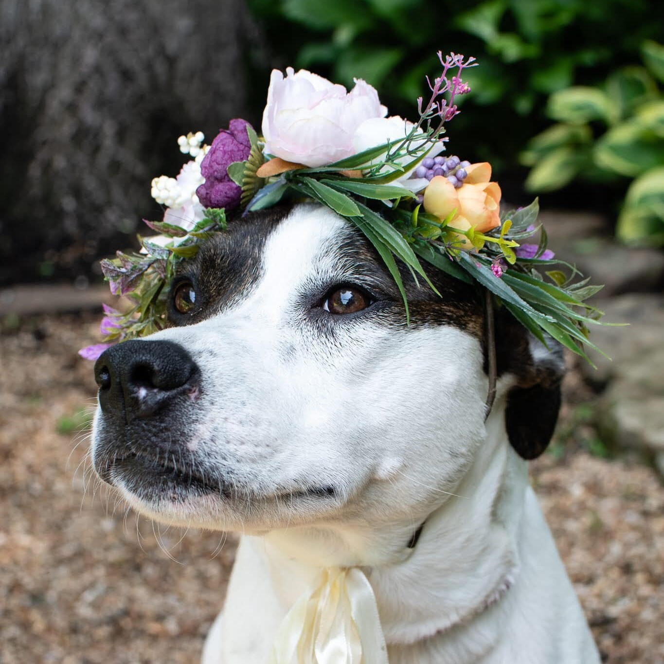 Enlarge Lovie, a Adoptable mixed breed in Springfield, MO image 1/8