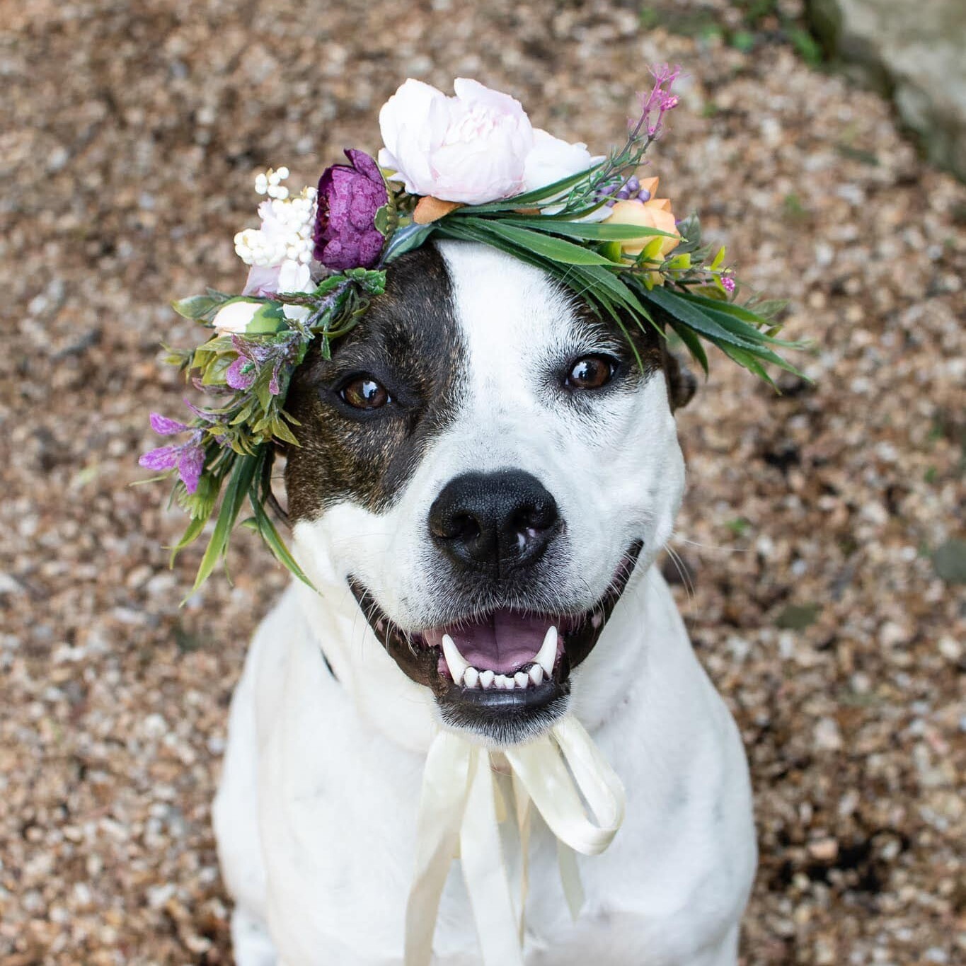 Enlarge Lovie, a Adoptable mixed breed in Springfield, MO image 2/8