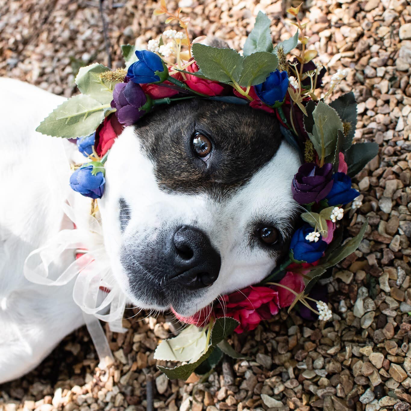 Enlarge Lovie, a Adoptable mixed breed in Springfield, MO image 3/8