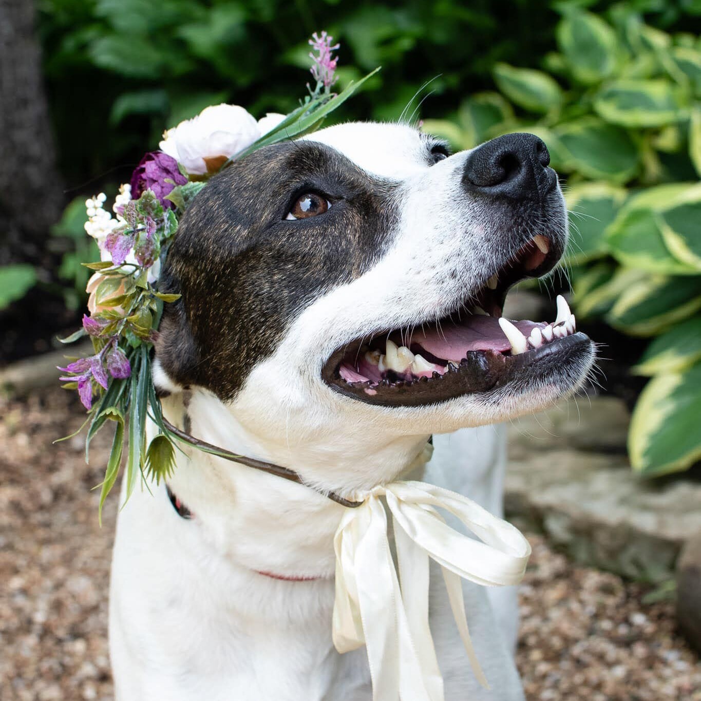 Enlarge Lovie, a Adoptable mixed breed in Springfield, MO image 4/8