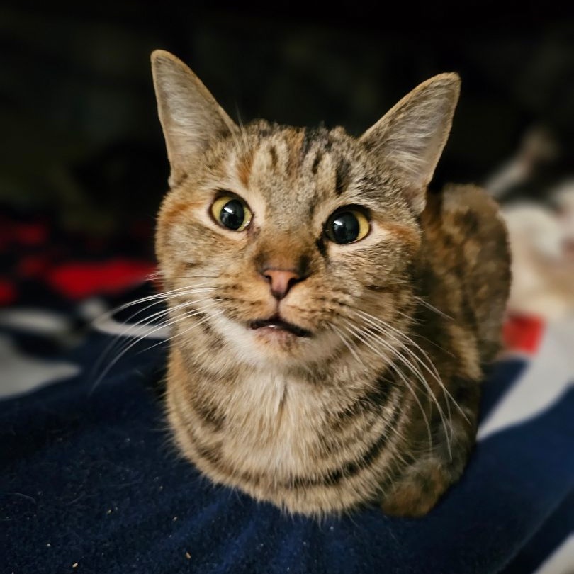 Enlarge Auryon, a Adoptable Domestic Short Hair in Pardeeville, WI image 1/3