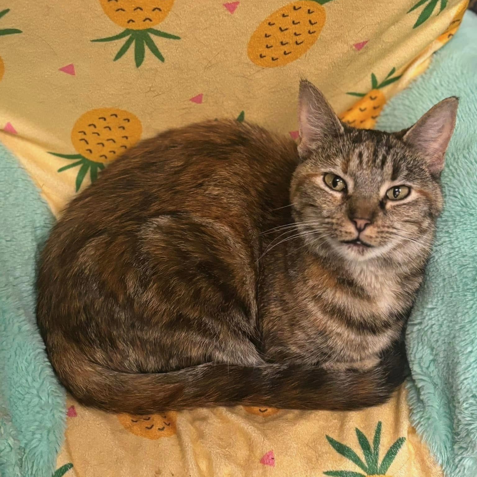 Enlarge Auryon, a Adoptable Domestic Short Hair in Pardeeville, WI image 2/3