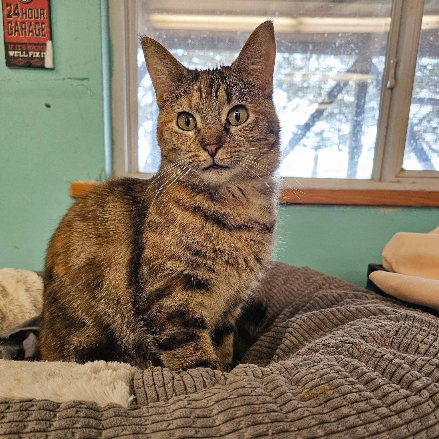 Enlarge Auryon, a Adoptable Domestic Short Hair in Pardeeville, WI image 3/3