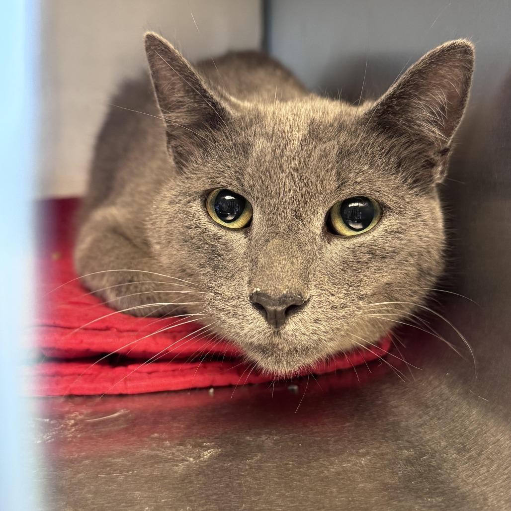 Enlarge Christof, a Adoptable Domestic Short Hair in South Haven, MI image 1/5