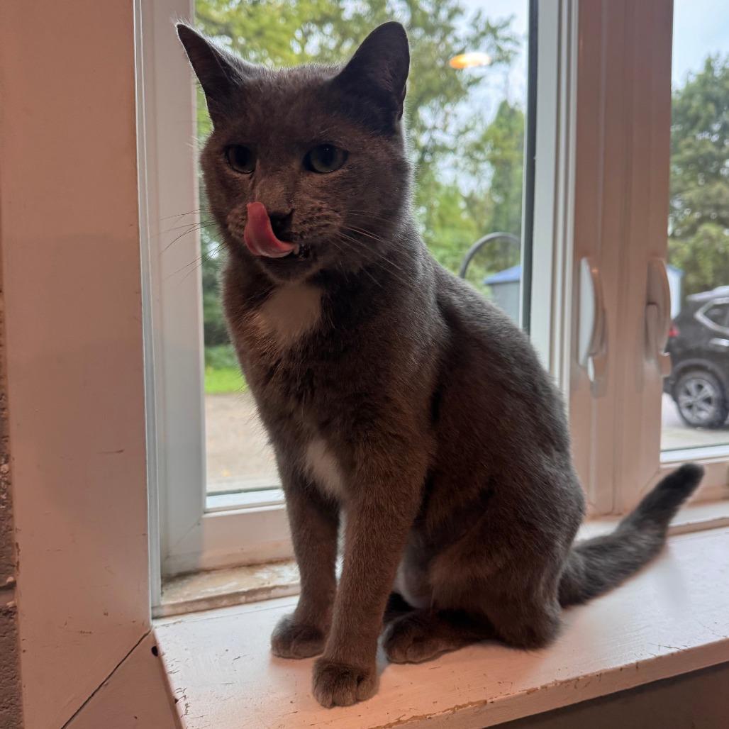 Enlarge Christof, a Adoptable Domestic Short Hair in South Haven, MI image 2/5