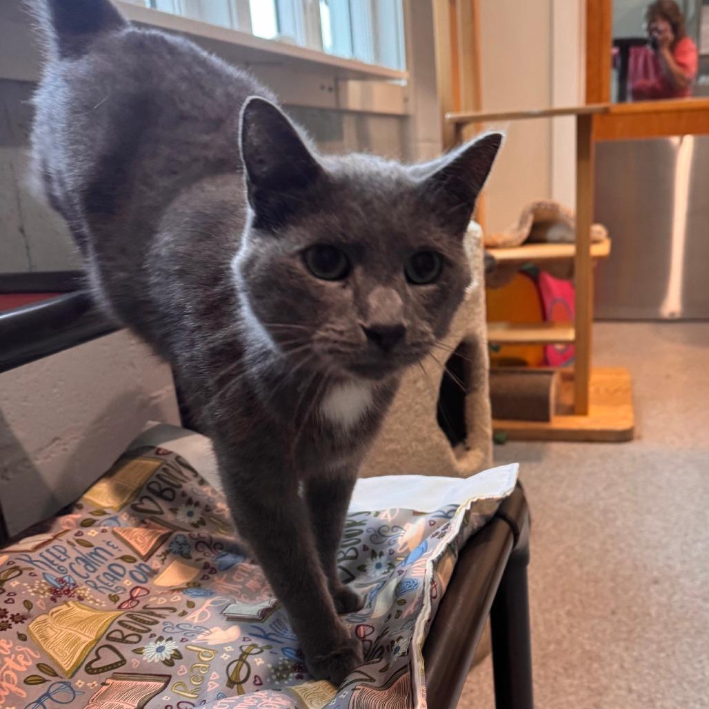 Enlarge Christof, a Adoptable Domestic Short Hair in South Haven, MI image 3/5