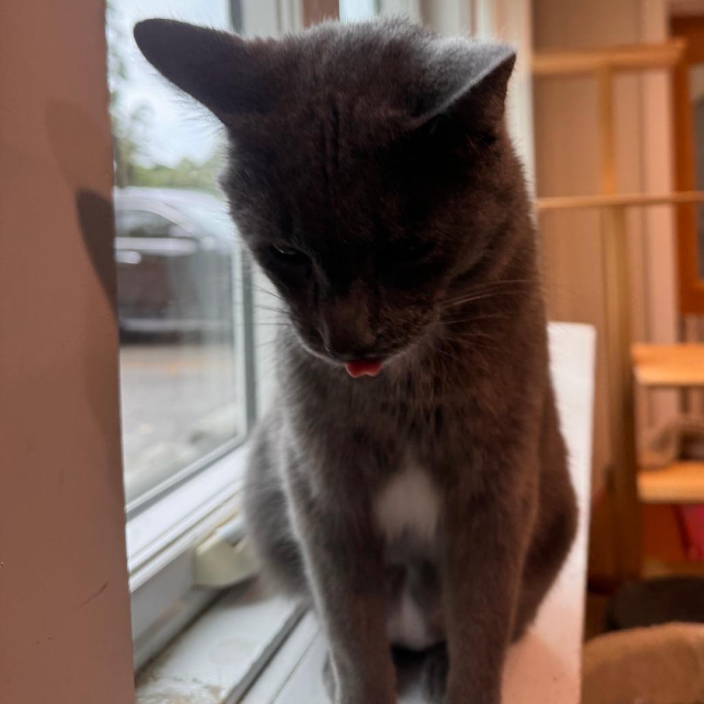Enlarge Christof, a Adoptable Domestic Short Hair in South Haven, MI image 4/5