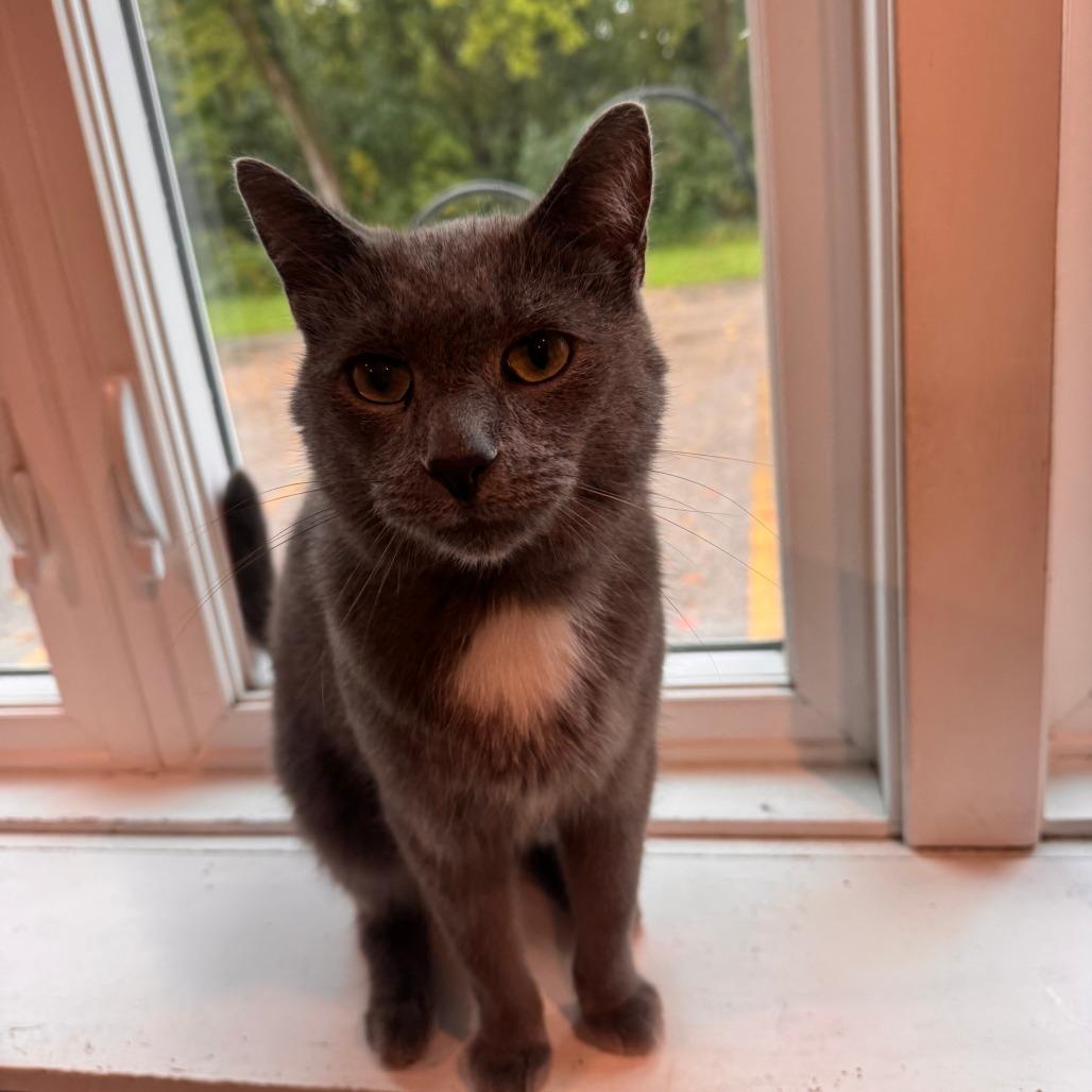 Enlarge Christof, a Adoptable Domestic Short Hair in South Haven, MI image 5/5