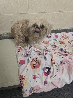 PR 49 Miss Pearl, Adoptable, Adult Female Shih Tzu.