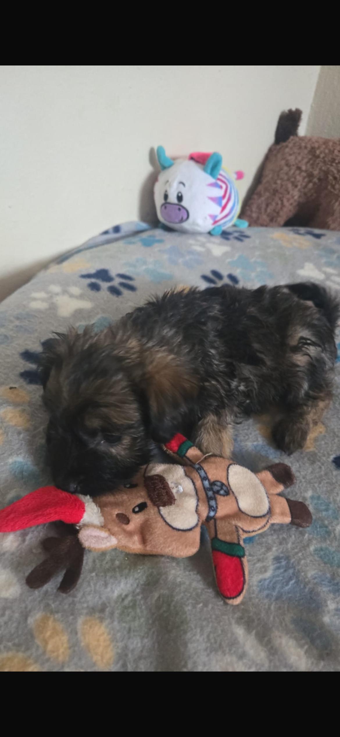 Remi, ADOPTABLE, Puppy Male Yorkshire Terrier & Chihuahua.