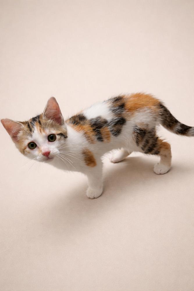 Tzipporah — thumbnail 2