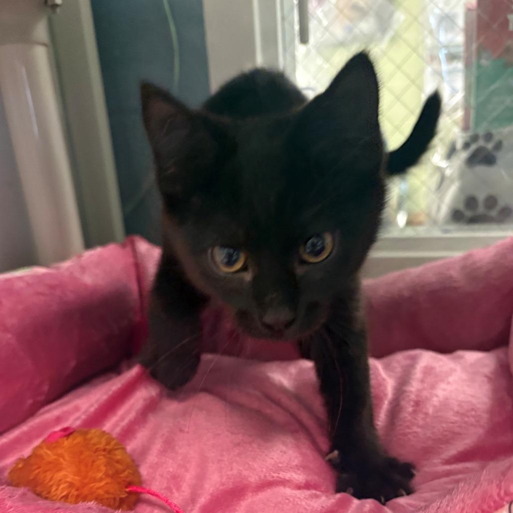 Winnie, Adoptable, Kitten Female Domestic Short Hair.