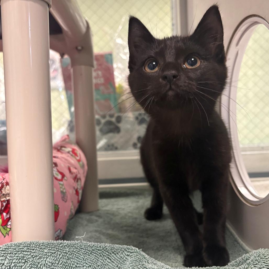 Enlarge Winnie, a Adoptable Domestic Short Hair in East Hanover, NJ image 2/2