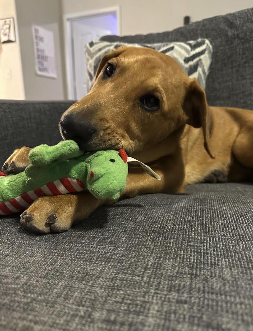 Nyla, a Adoptable mixed breed in Brattleboro, VT image 2/4