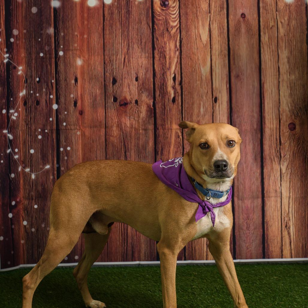 Enlarge Cash, a Adoptable mixed breed in Weatherford, TX image 1/5