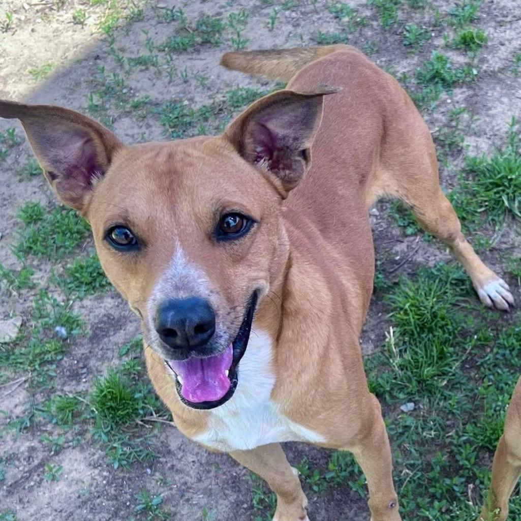 Enlarge Cash, a Adoptable mixed breed in Weatherford, TX image 2/5