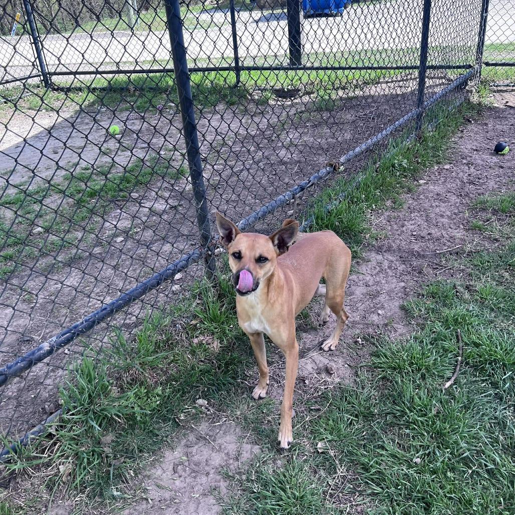Enlarge Cash, a Adoptable mixed breed in Weatherford, TX image 3/5
