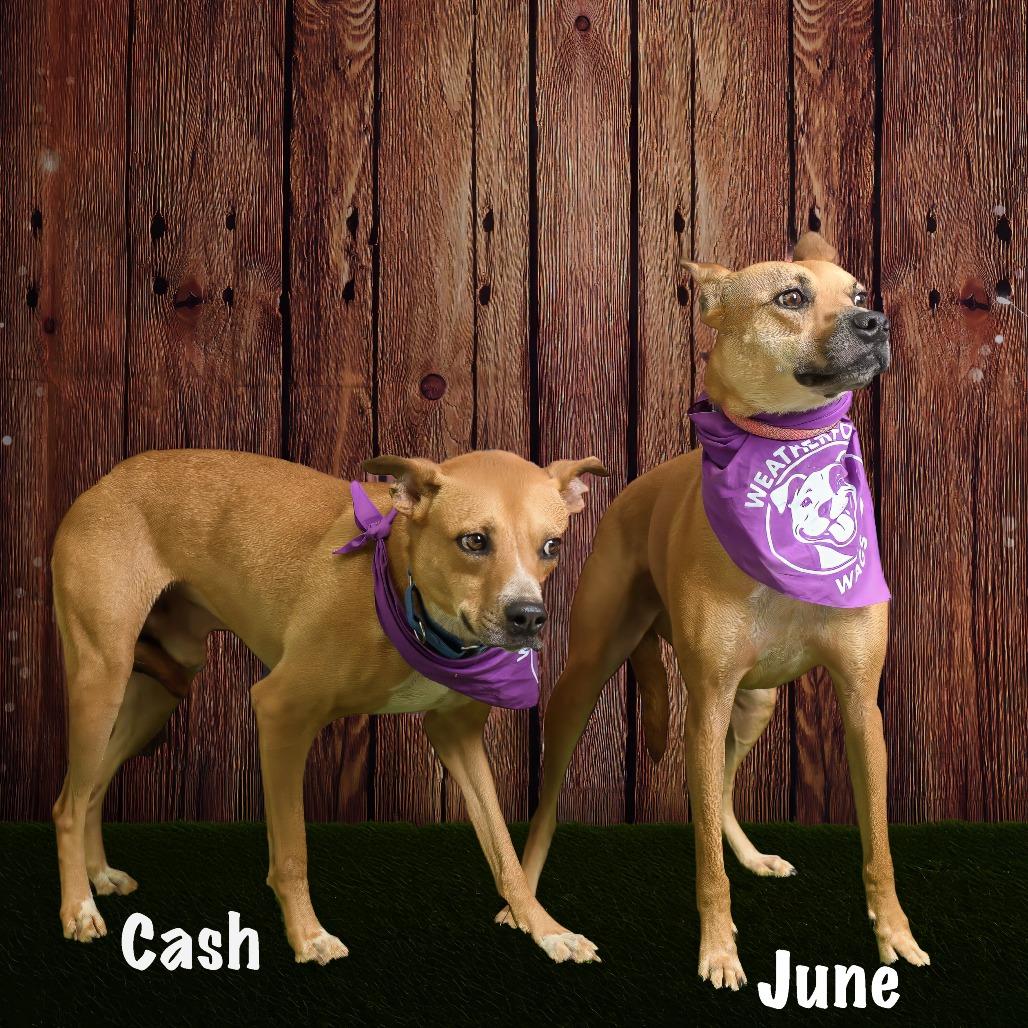Enlarge Cash, a Adoptable mixed breed in Weatherford, TX image 4/5