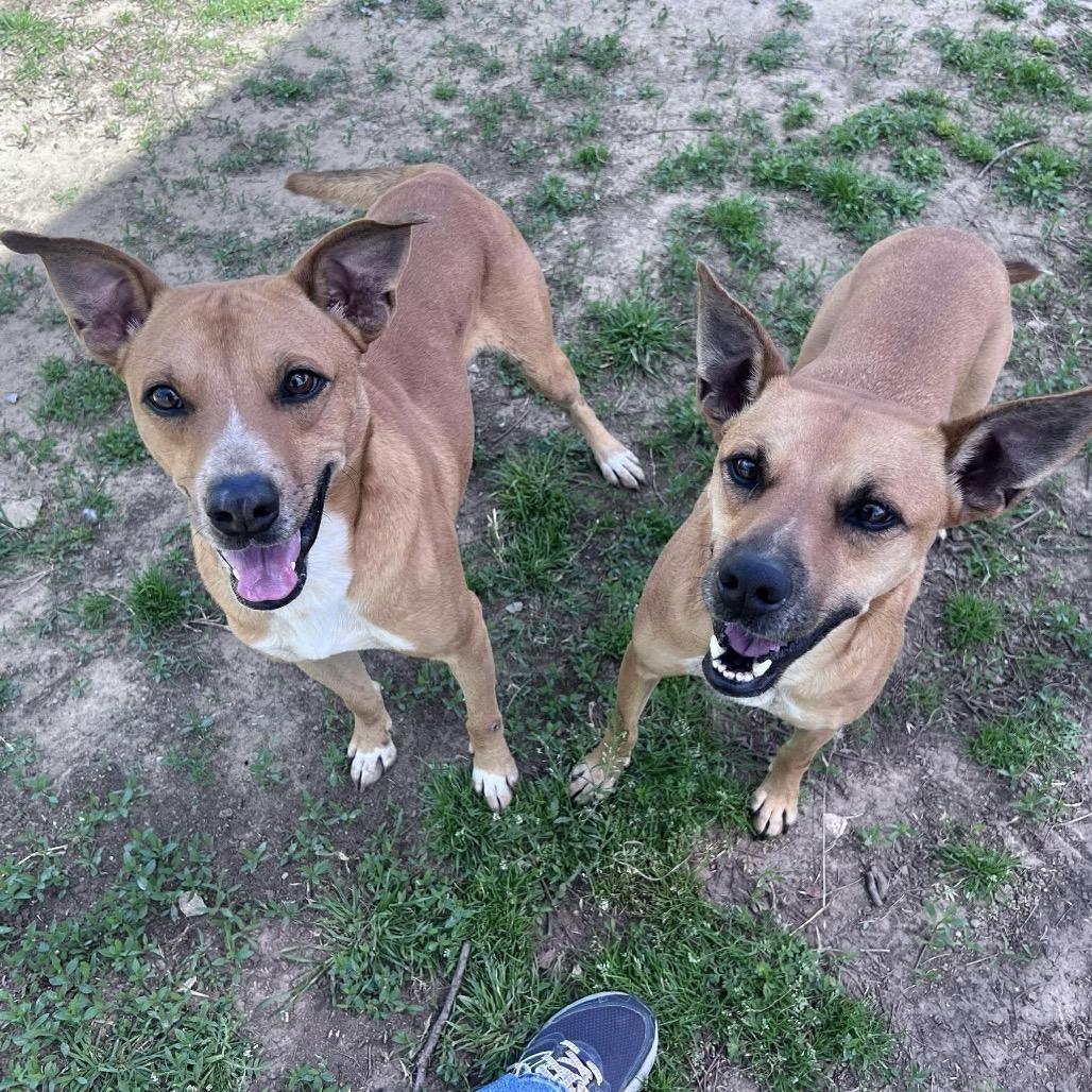 Enlarge Cash, a Adoptable mixed breed in Weatherford, TX image 5/5