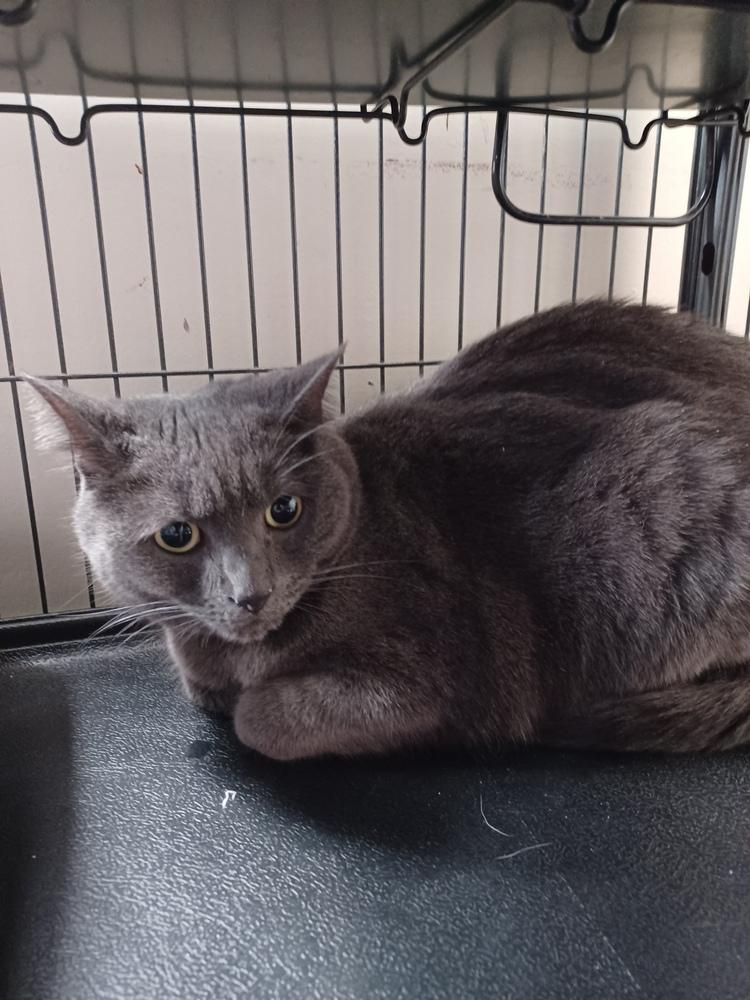 Enlarge 5118 Gabby, a Adoptable Domestic Short Hair in Hartwell, GA image 1/1