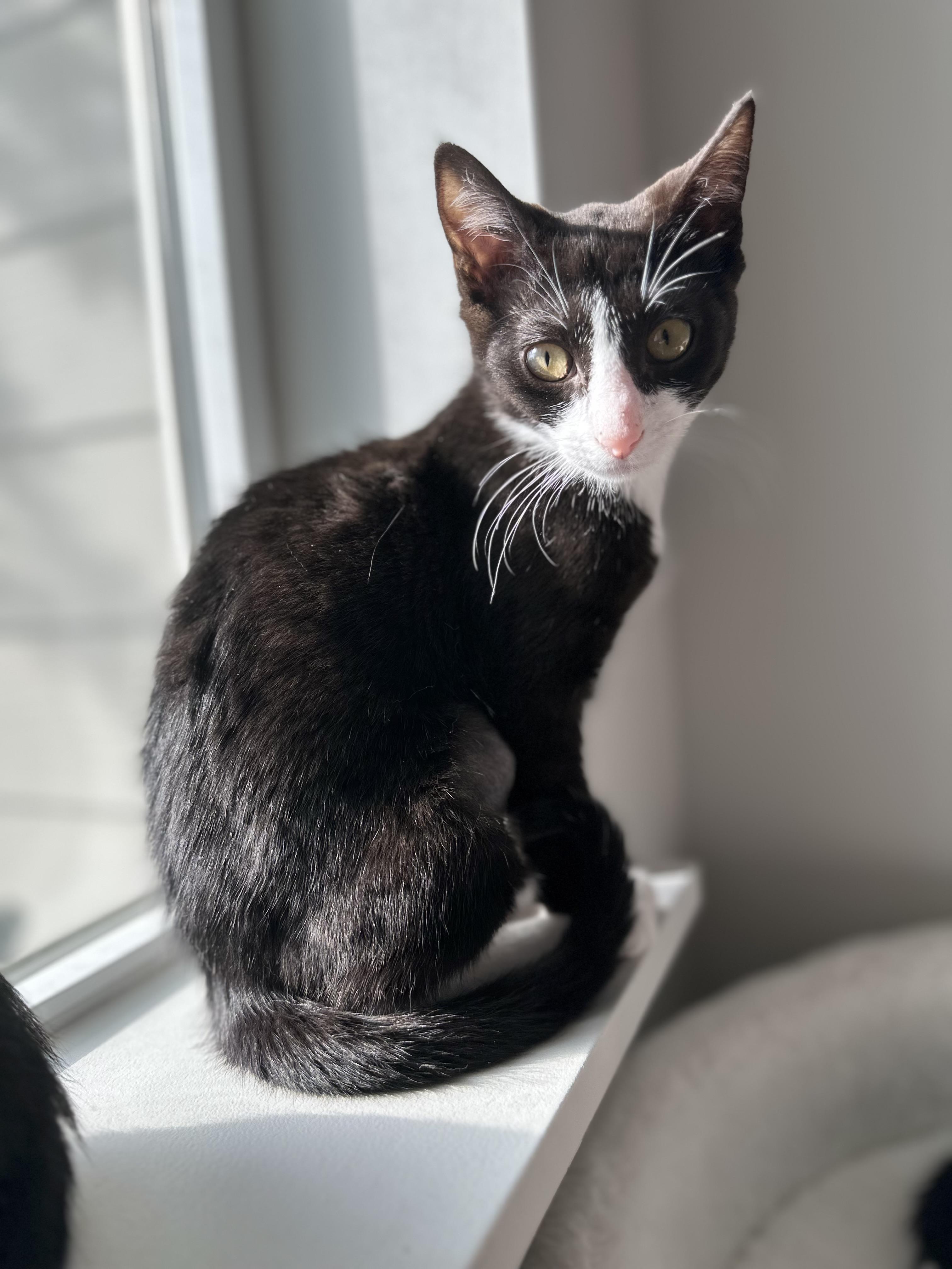 Johanna, a Adoptable mixed breed in Midvale, UT image 3/6