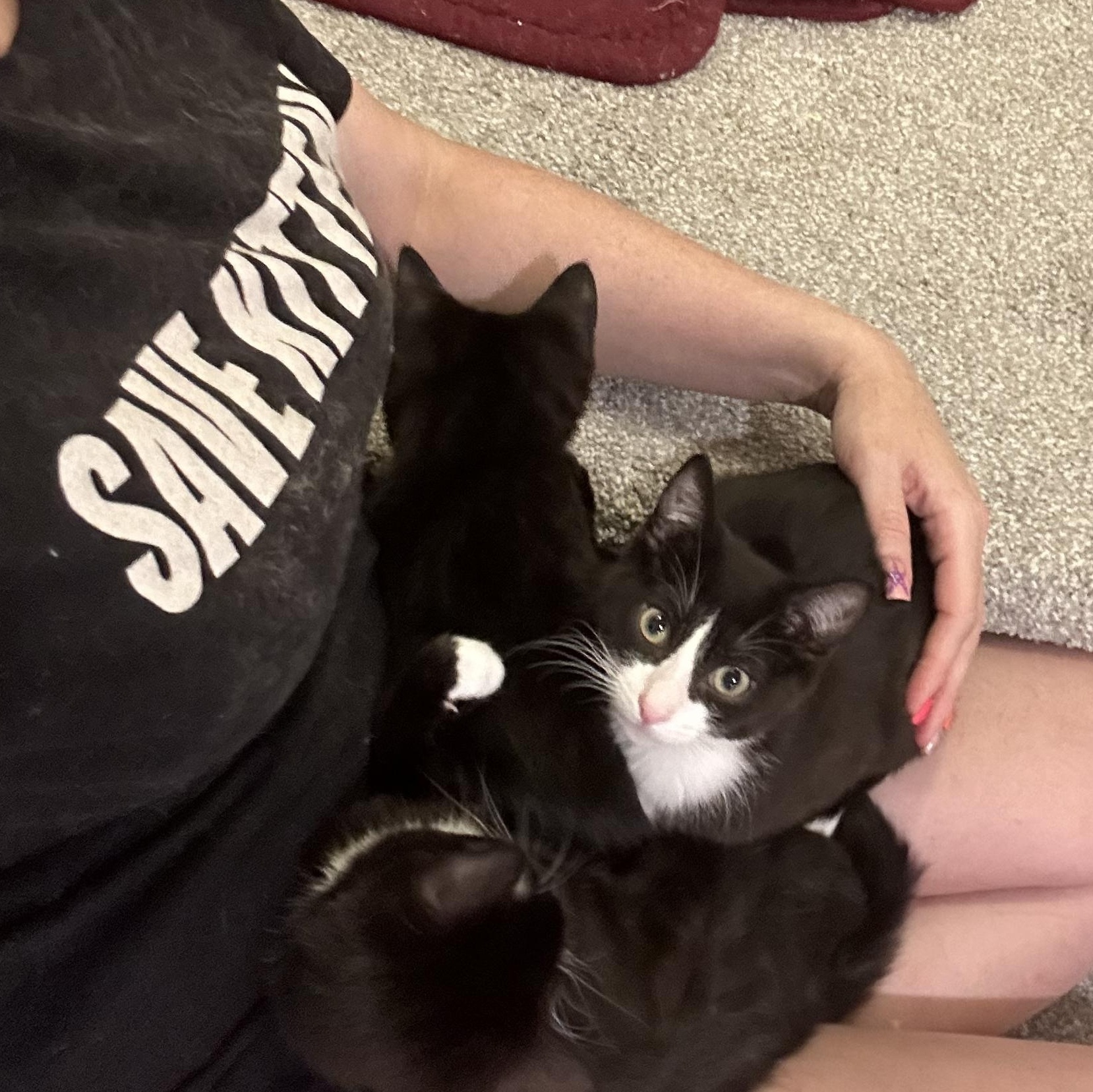 Johanna, a Adoptable mixed breed in Midvale, UT image 2/6