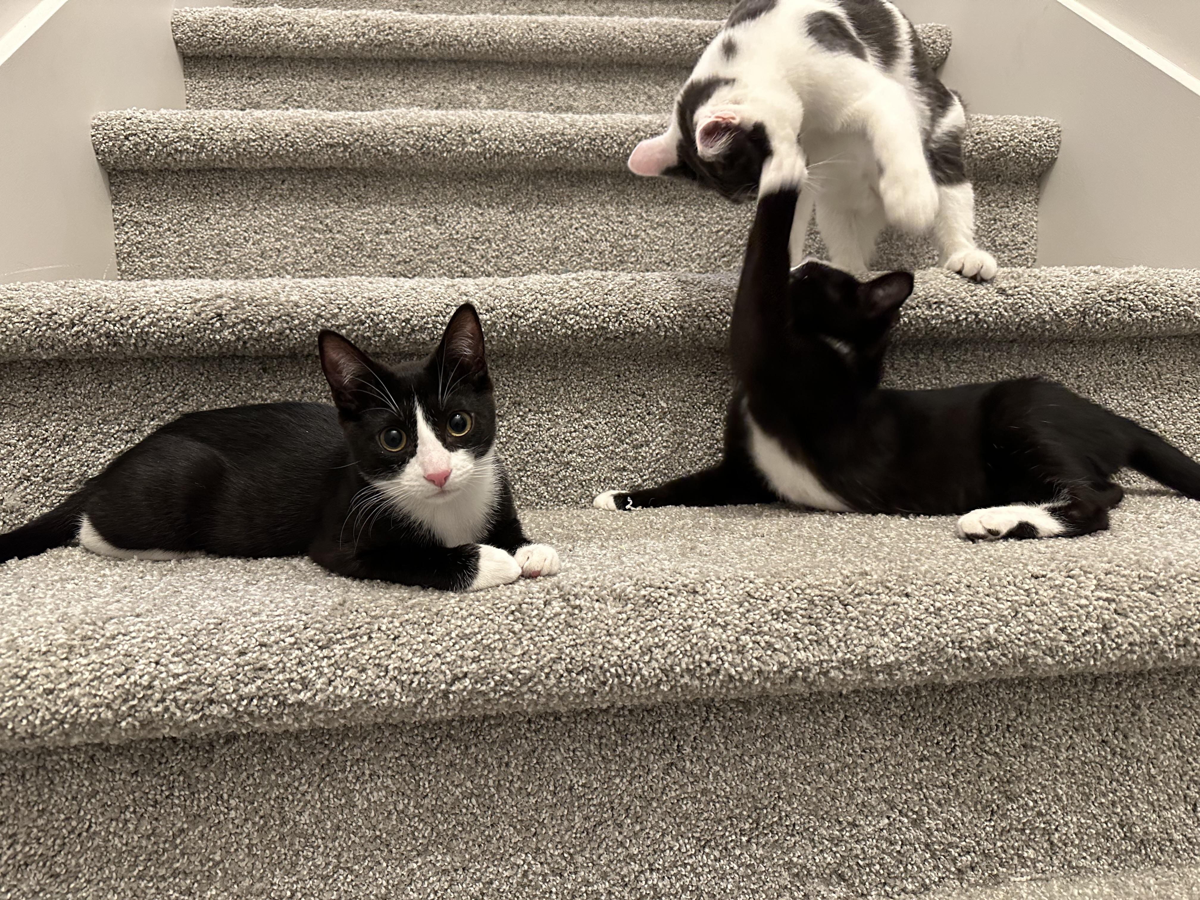 Johanna, a Adoptable mixed breed in Midvale, UT image 4/6