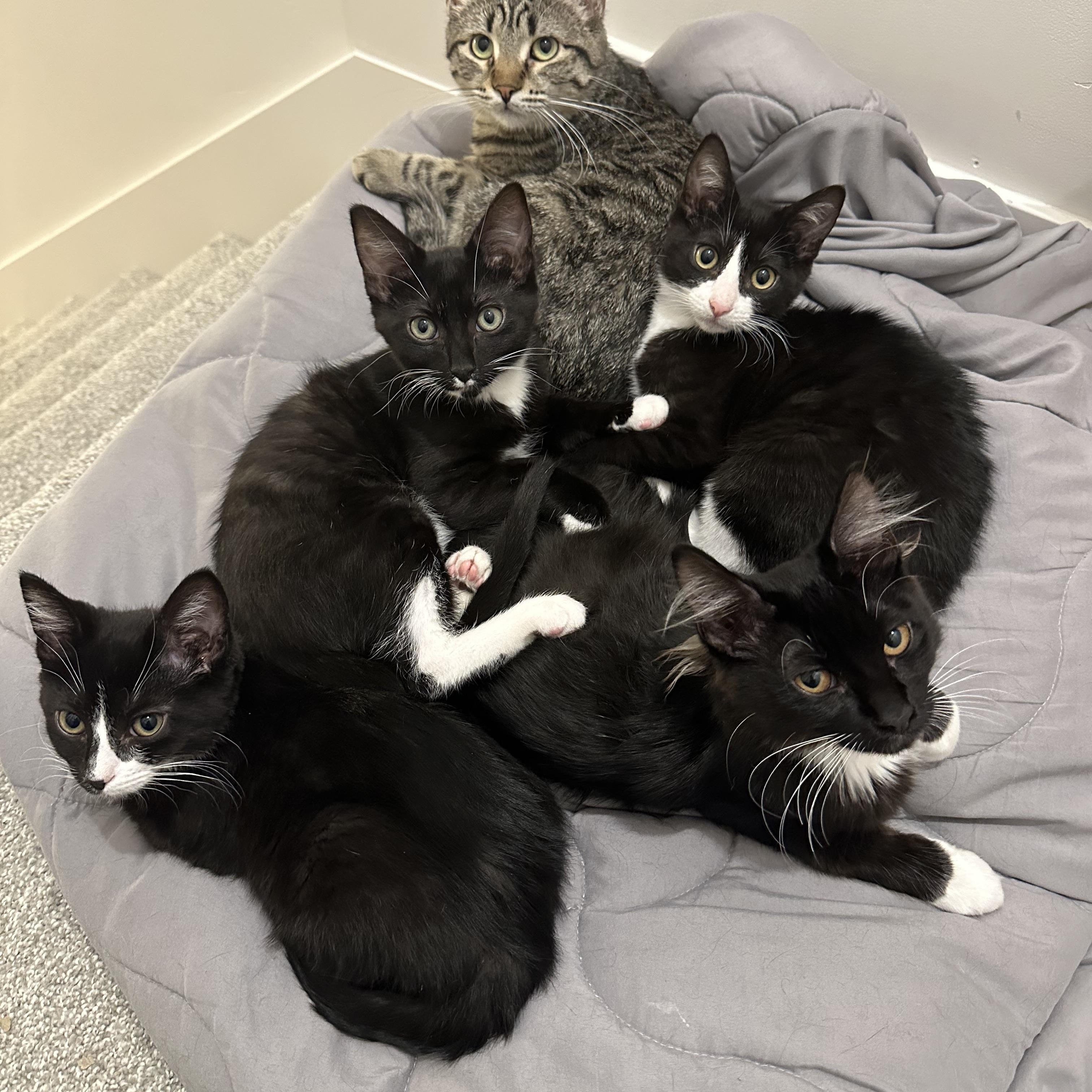 Johanna, a Adoptable mixed breed in Midvale, UT image 5/6