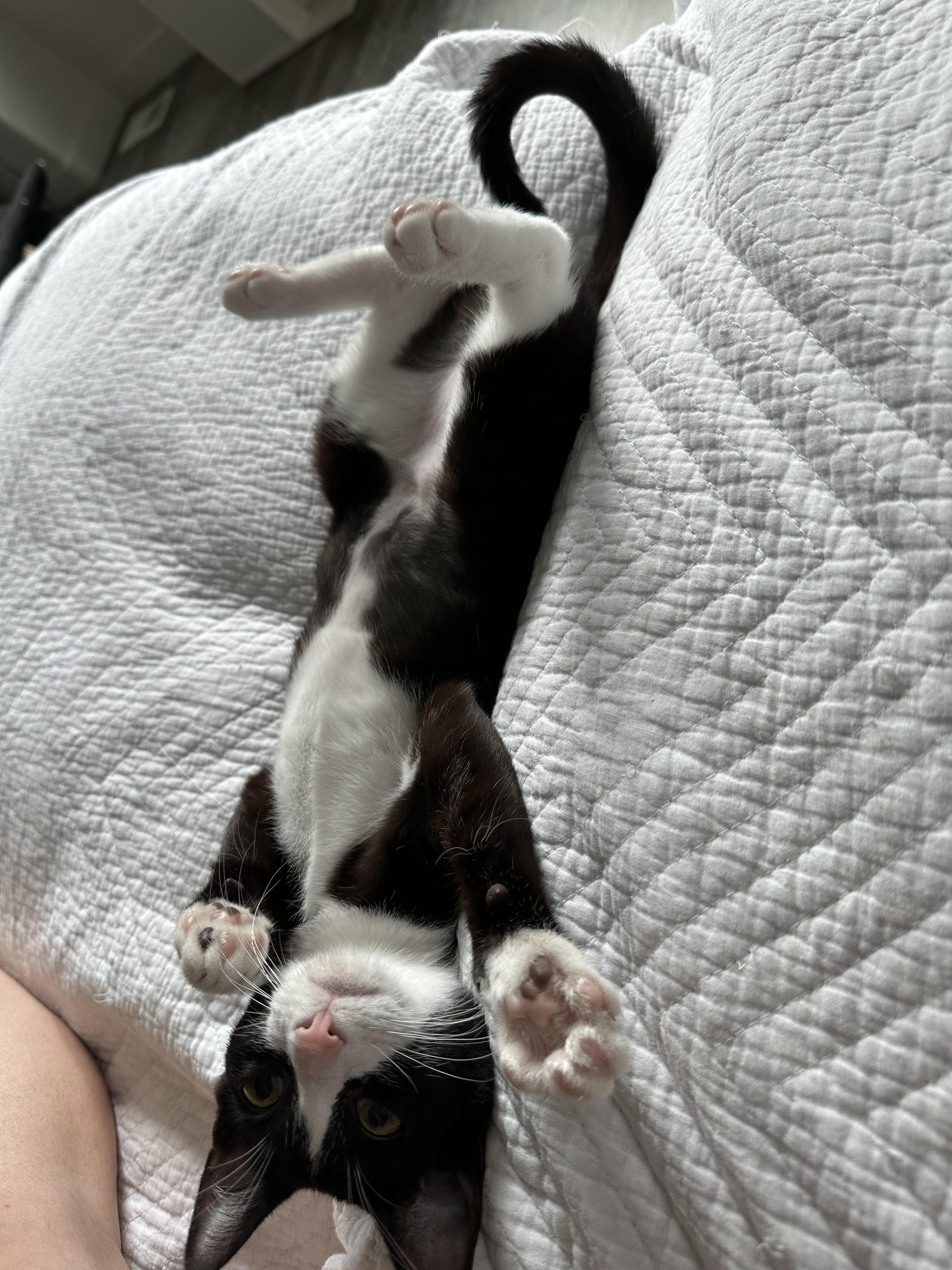 Johanna, a Adoptable mixed breed in Midvale, UT image 6/6