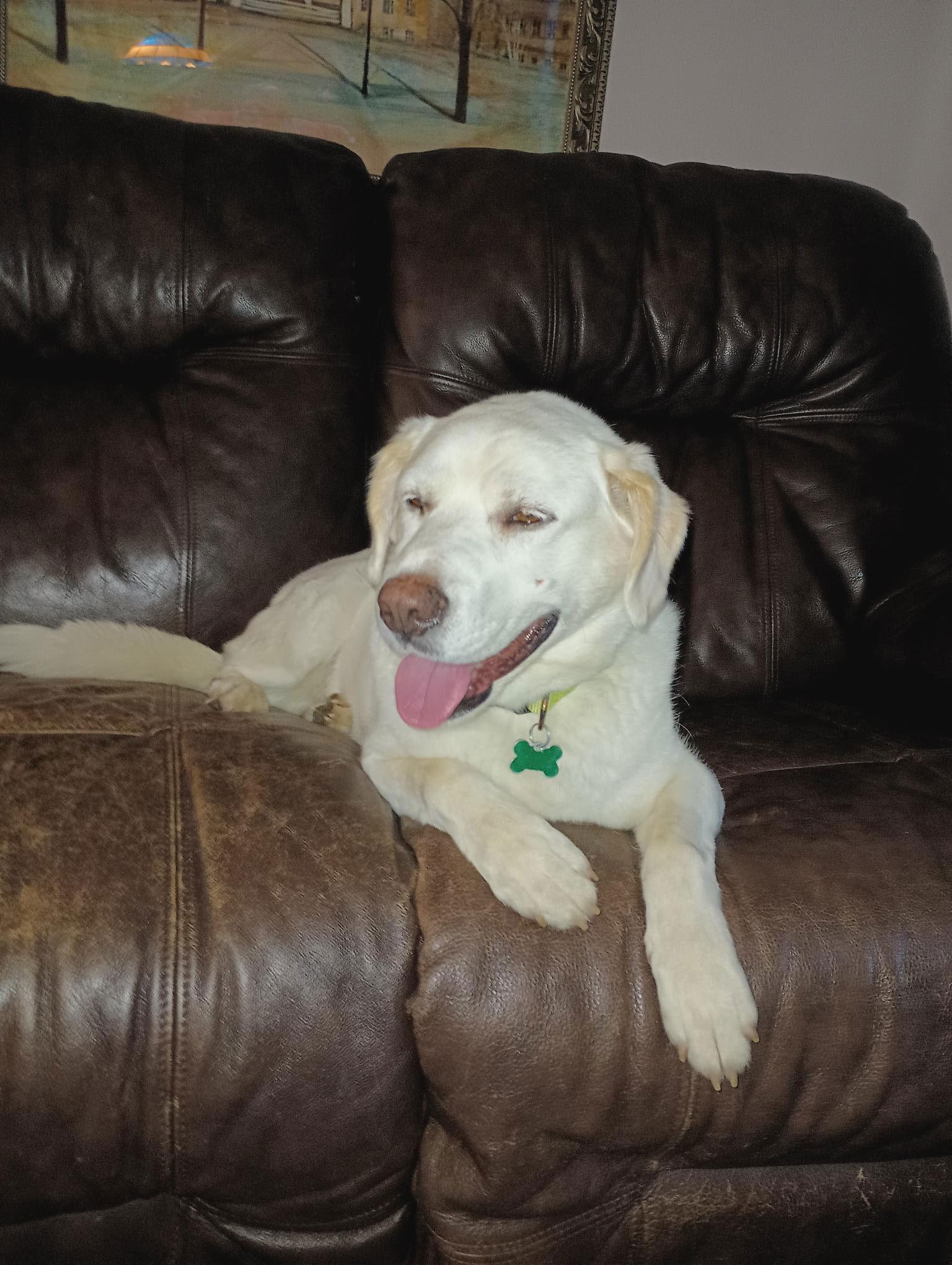 Enlarge Herkie, a Adoptable Yellow Labrador Retriever in Cedar Rapids, IA image 2/6