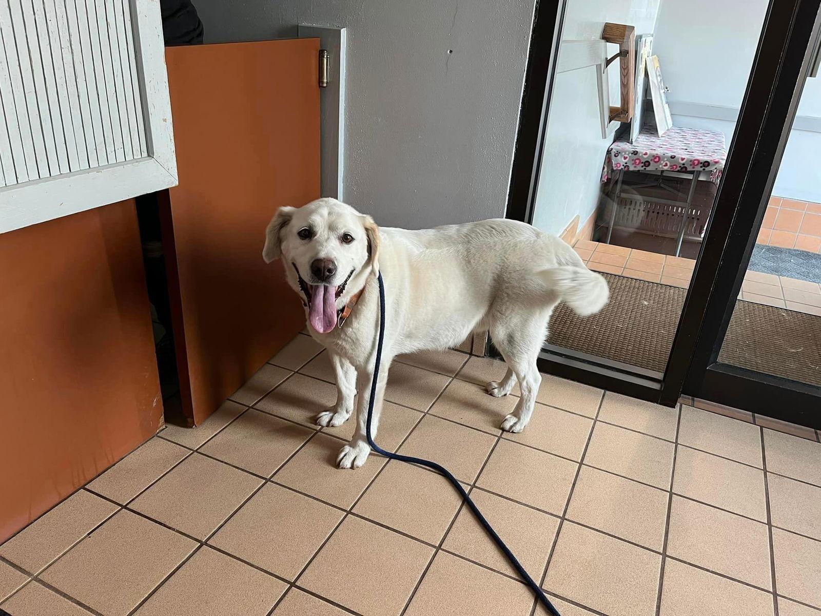 Enlarge Herkie, a Adoptable Yellow Labrador Retriever in Cedar Rapids, IA image 3/6