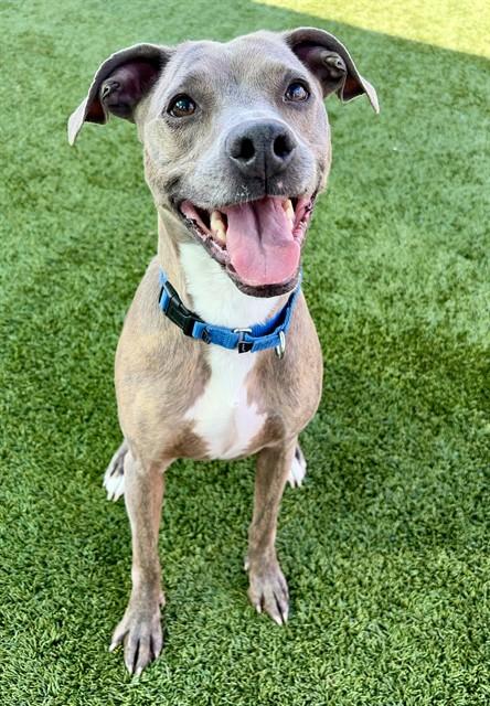 CHEVELLE, Adoptable, Adult Female Pit Bull Terrier & Mixed Breed.