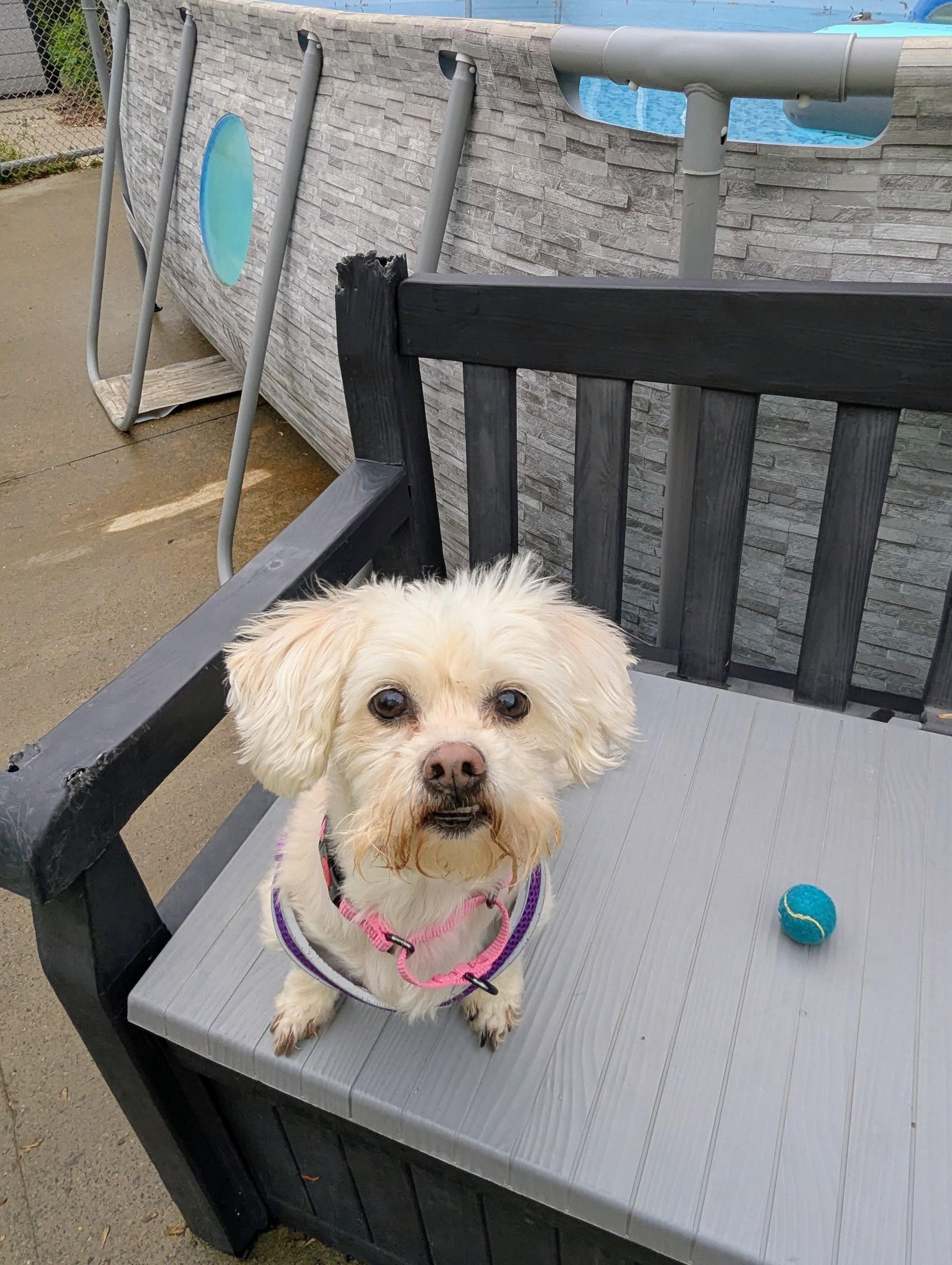 Elfie, a Adoptable Maltese in Stratford, CT image 3/5