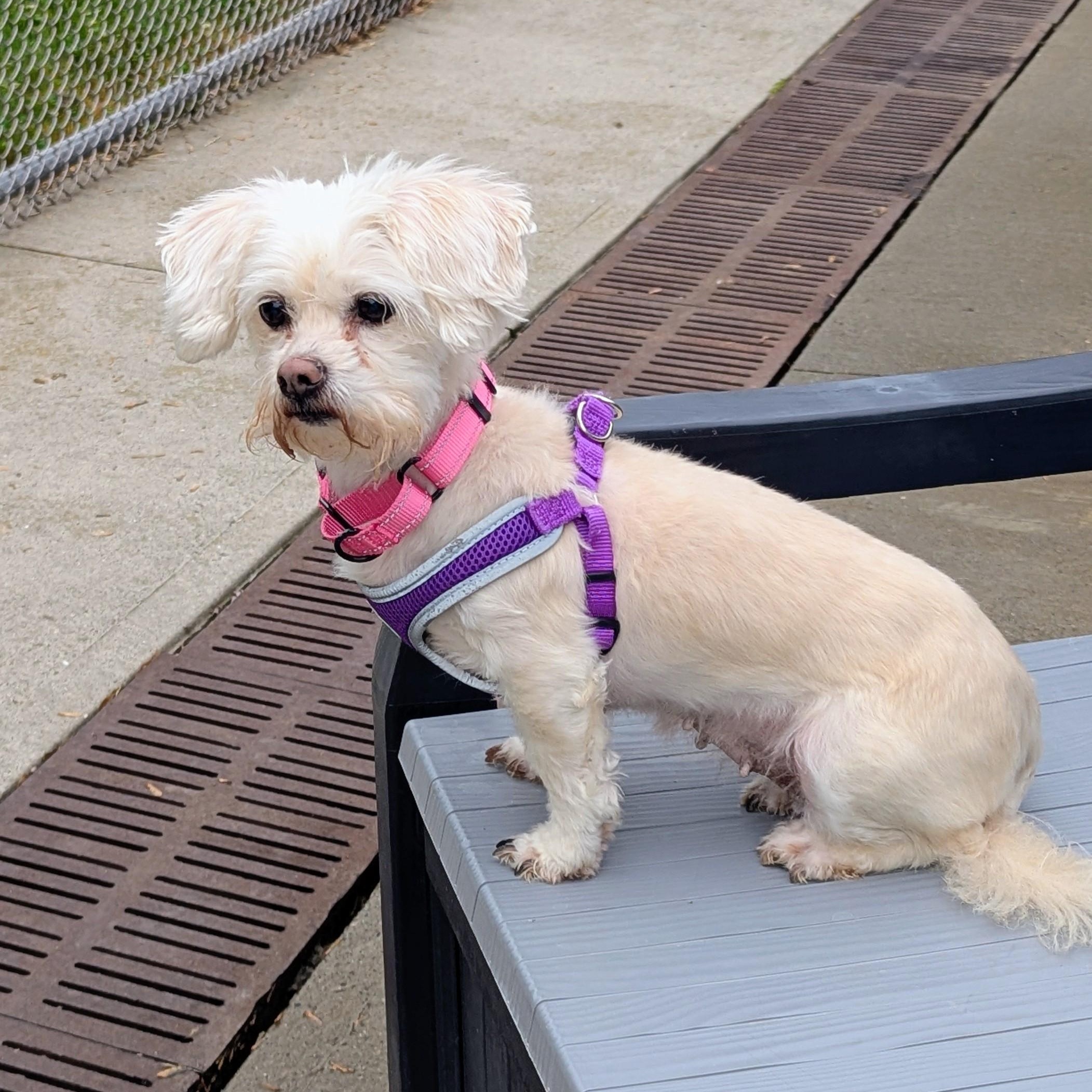 Elfie, a Adoptable Maltese in Stratford, CT image 1/5