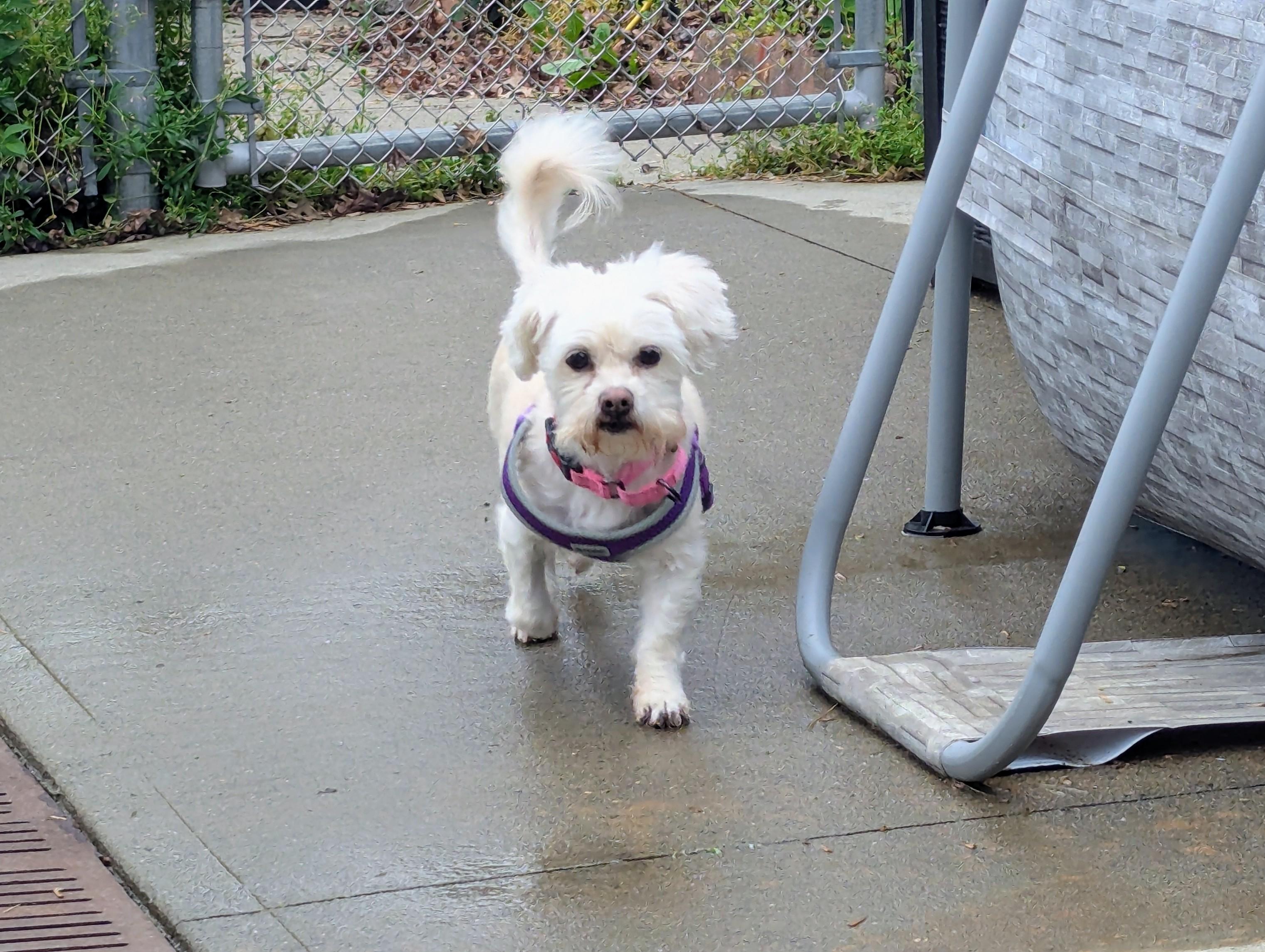 Elfie, a Adoptable Maltese in Stratford, CT image 4/5