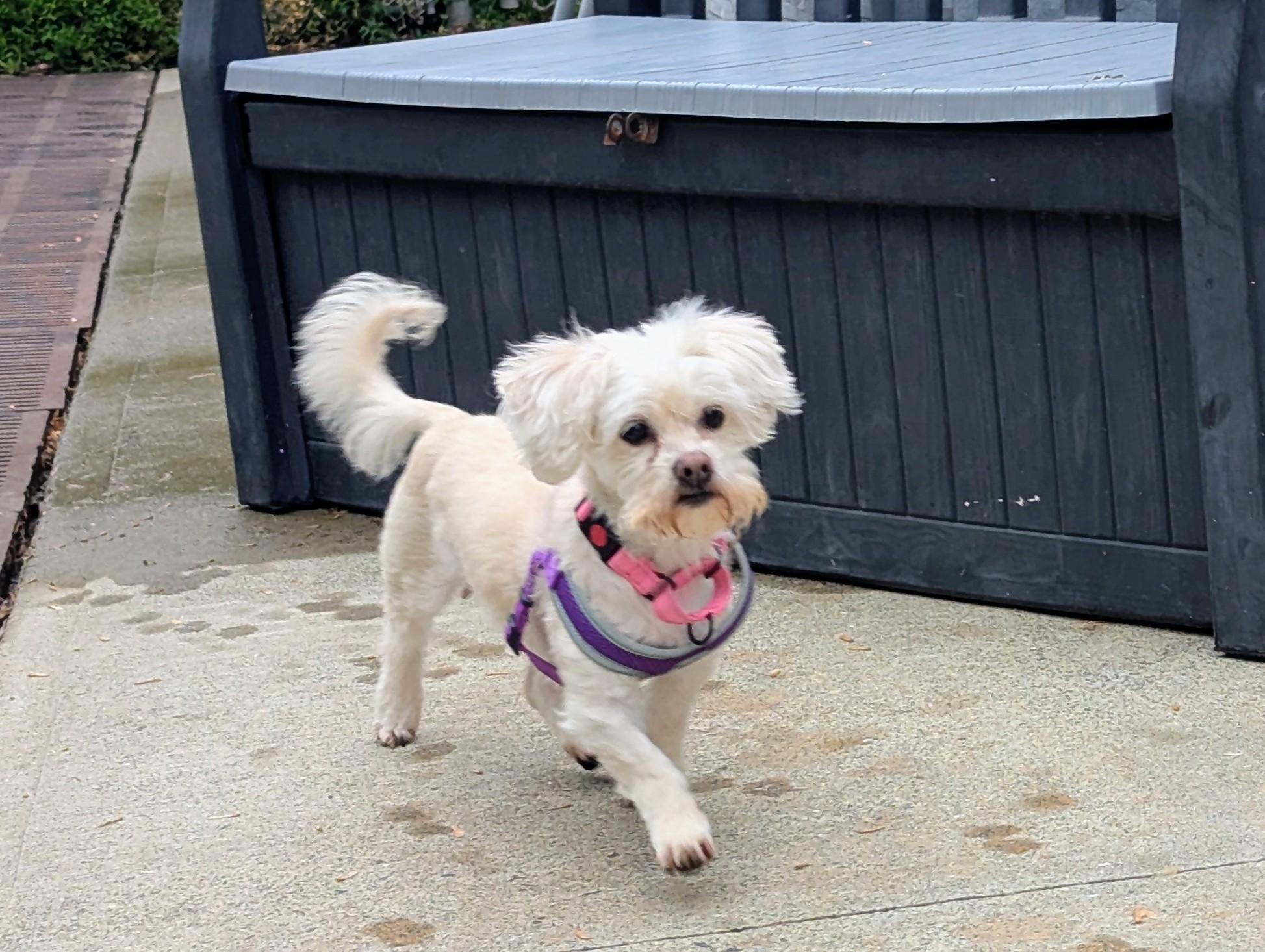 Elfie, a Adoptable Maltese in Stratford, CT image 2/5