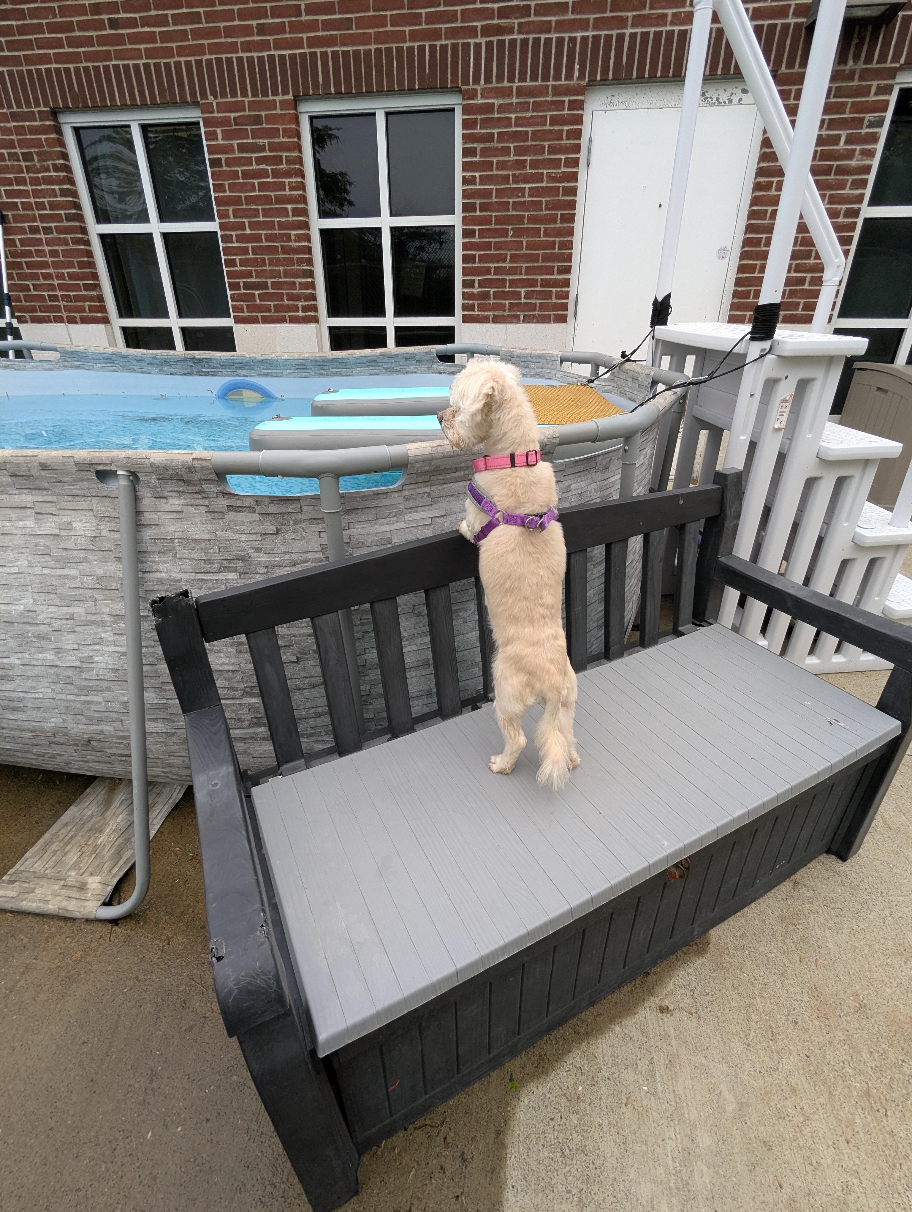 Elfie, a Adoptable Maltese in Stratford, CT image 5/5