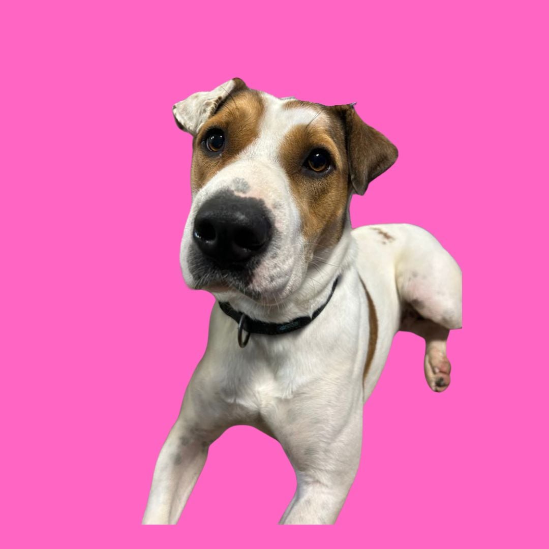 Enlarge Wednesday, a Adoptable mixed breed in Kansas City, MO image 1/1