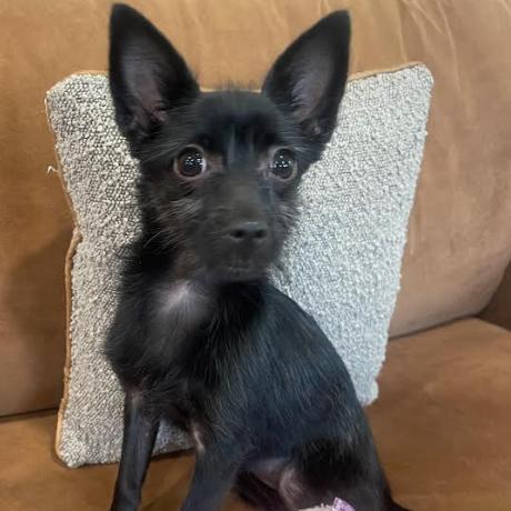 PENELOPE, Adoptable, Young Female Maltese & Wirehaired Terrier.