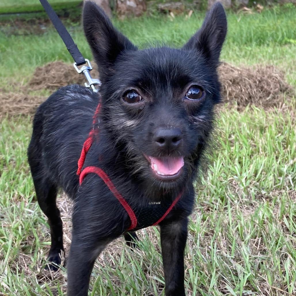 Enlarge PENELOPE, a Adoptable mixed breed in Indiantown, FL image 2/6