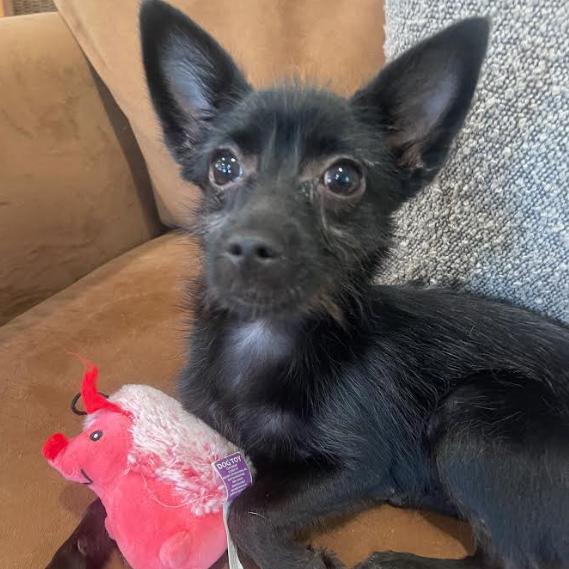 Enlarge PENELOPE, a Adoptable mixed breed in Indiantown, FL image 3/6