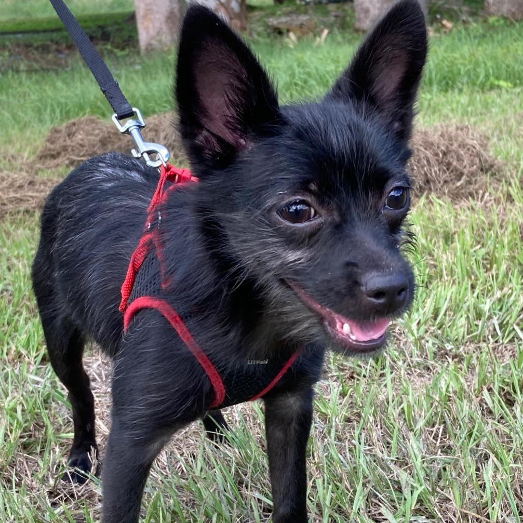 Enlarge PENELOPE, a Adoptable mixed breed in Indiantown, FL image 4/6
