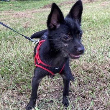 Enlarge PENELOPE, a Adoptable mixed breed in Indiantown, FL image 5/6
