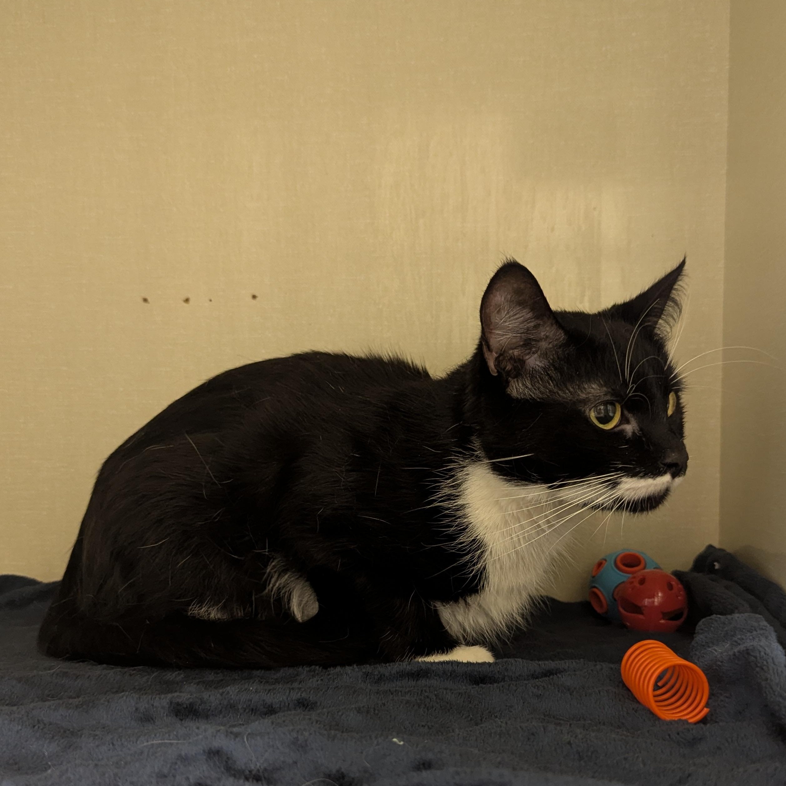 Clementine, ADOPTABLE, Adult Female Domestic Short Hair.