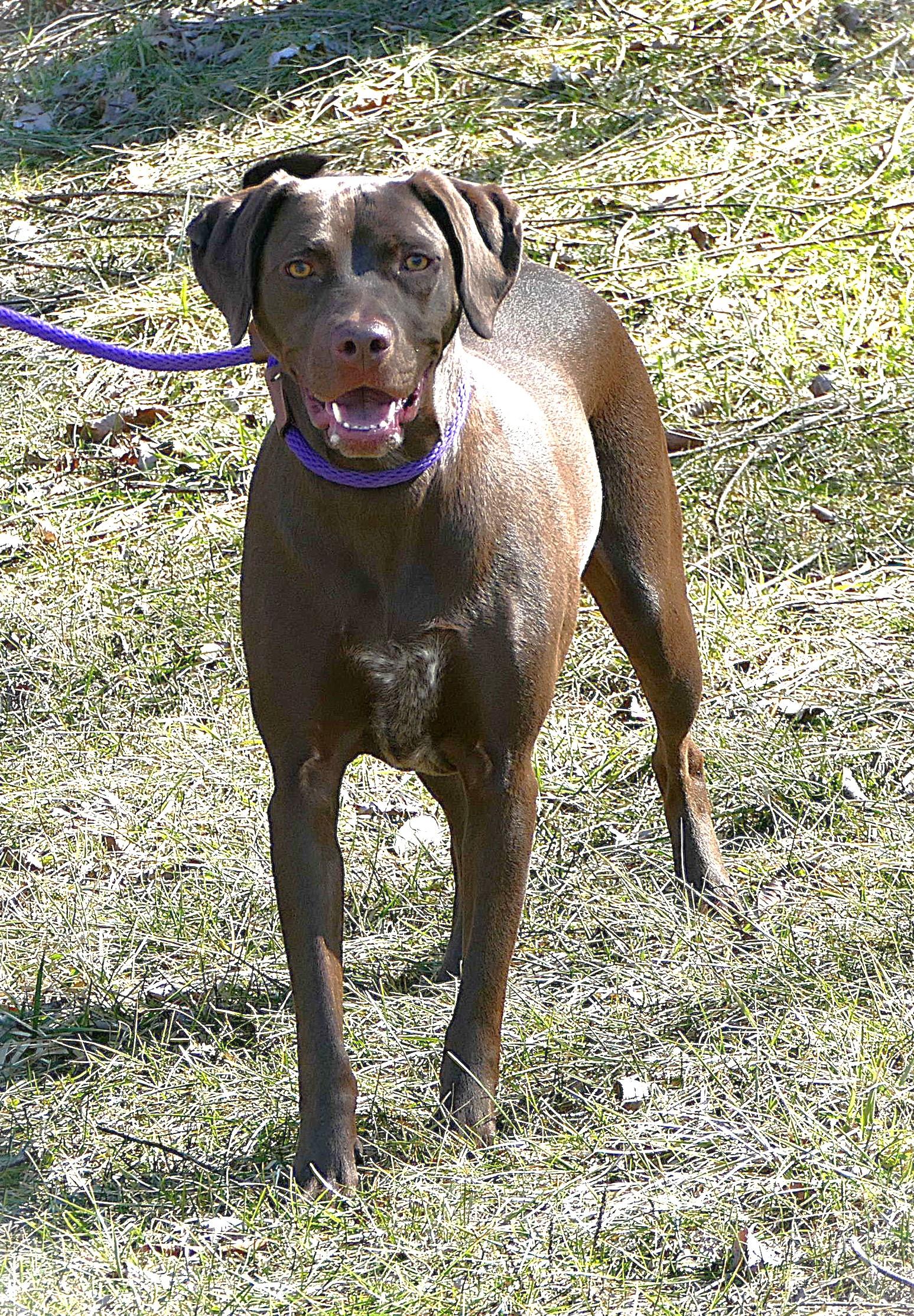 Enlarge STEVIE, a ADOPTABLE mixed breed in Beechbottom, WV image 4/4