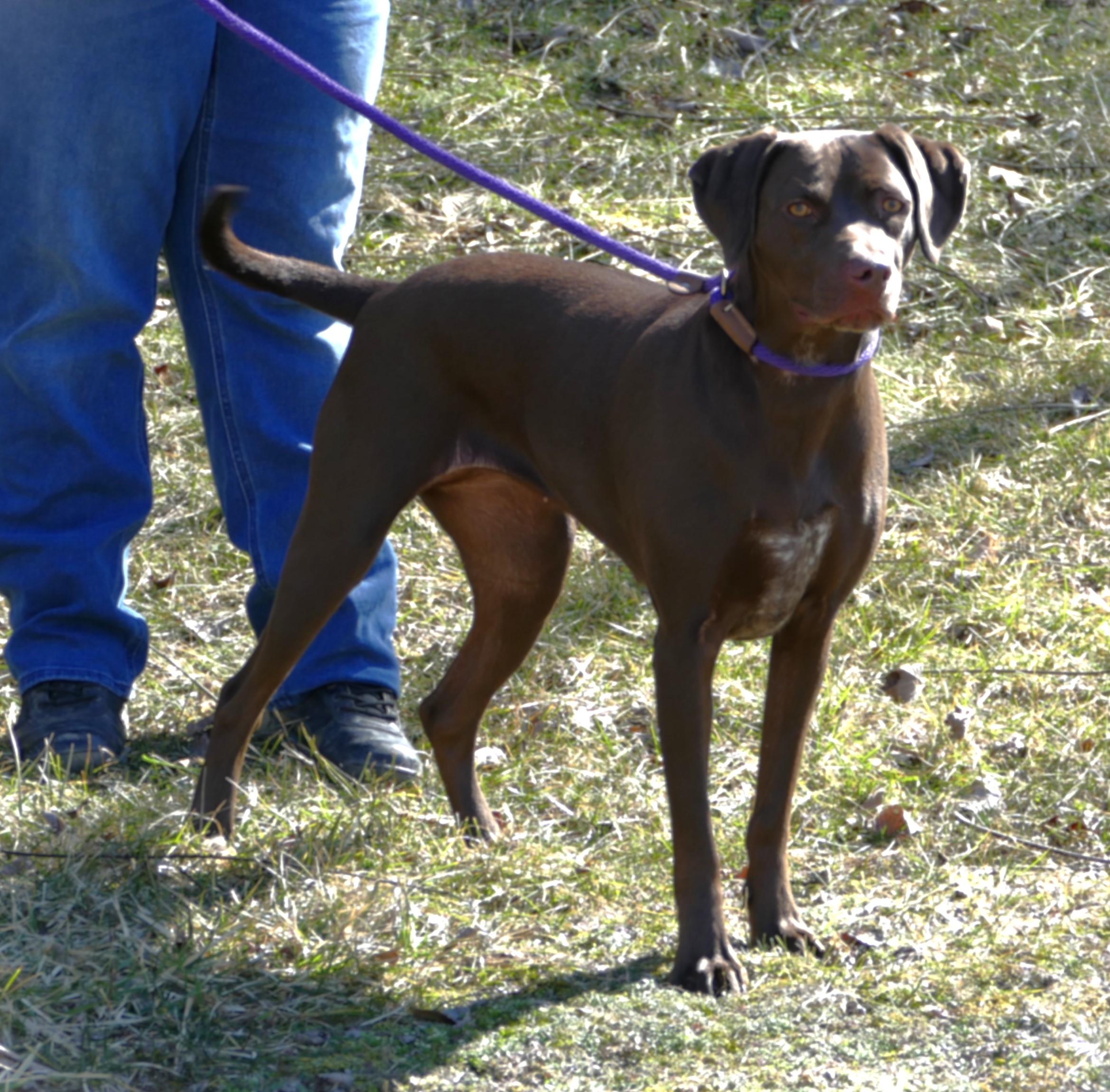 Enlarge STEVIE, a ADOPTABLE mixed breed in Beechbottom, WV image 3/4