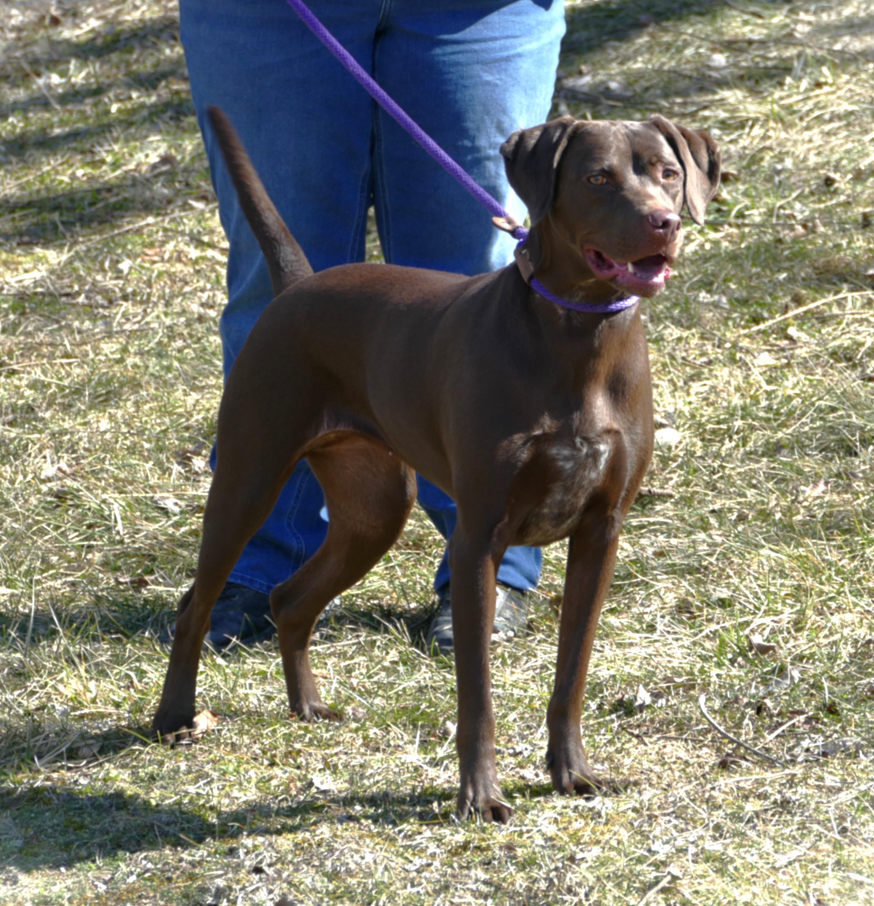 Enlarge STEVIE, a ADOPTABLE mixed breed in Beechbottom, WV image 1/4