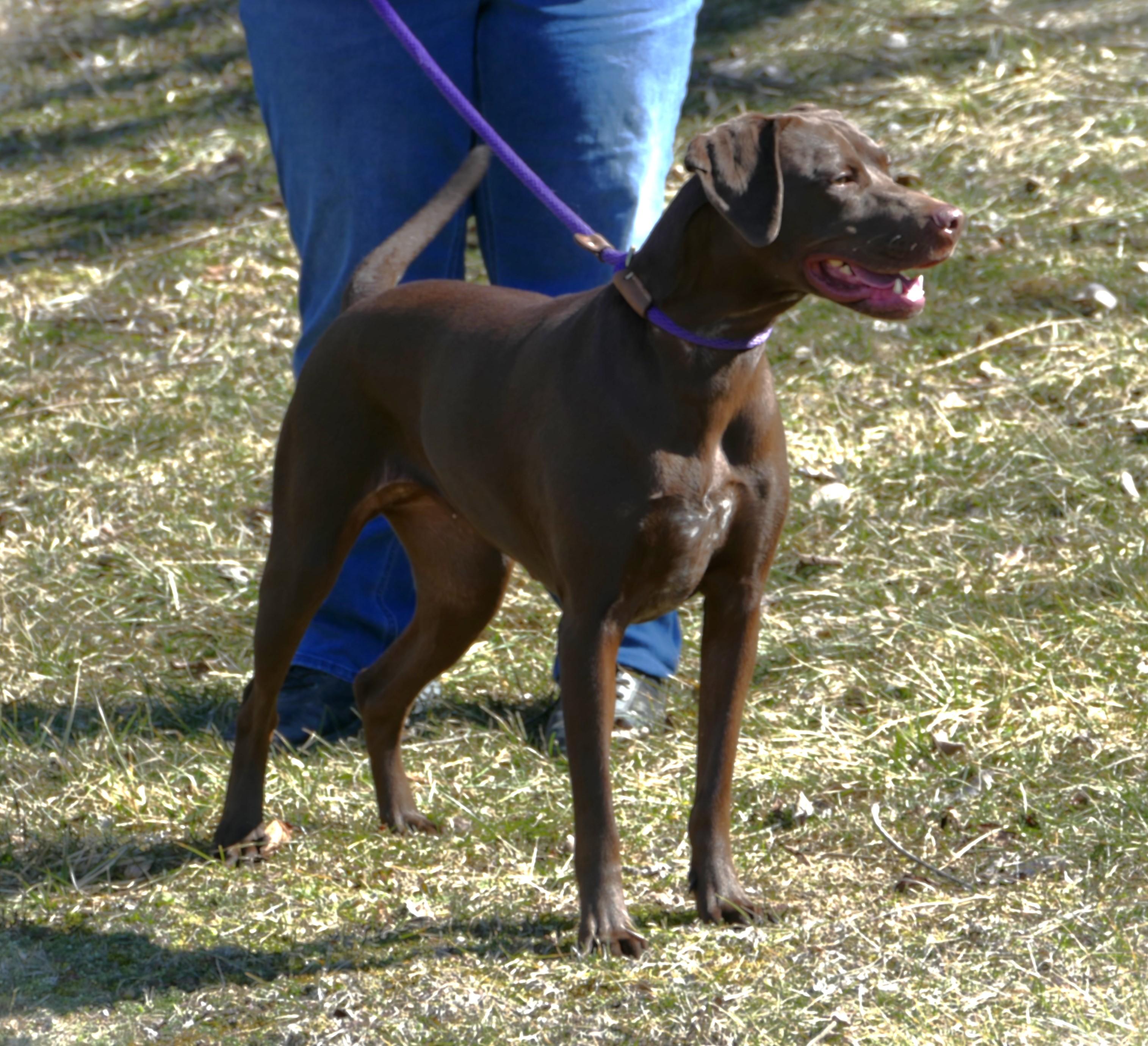 Enlarge STEVIE, a ADOPTABLE mixed breed in Beechbottom, WV image 2/4