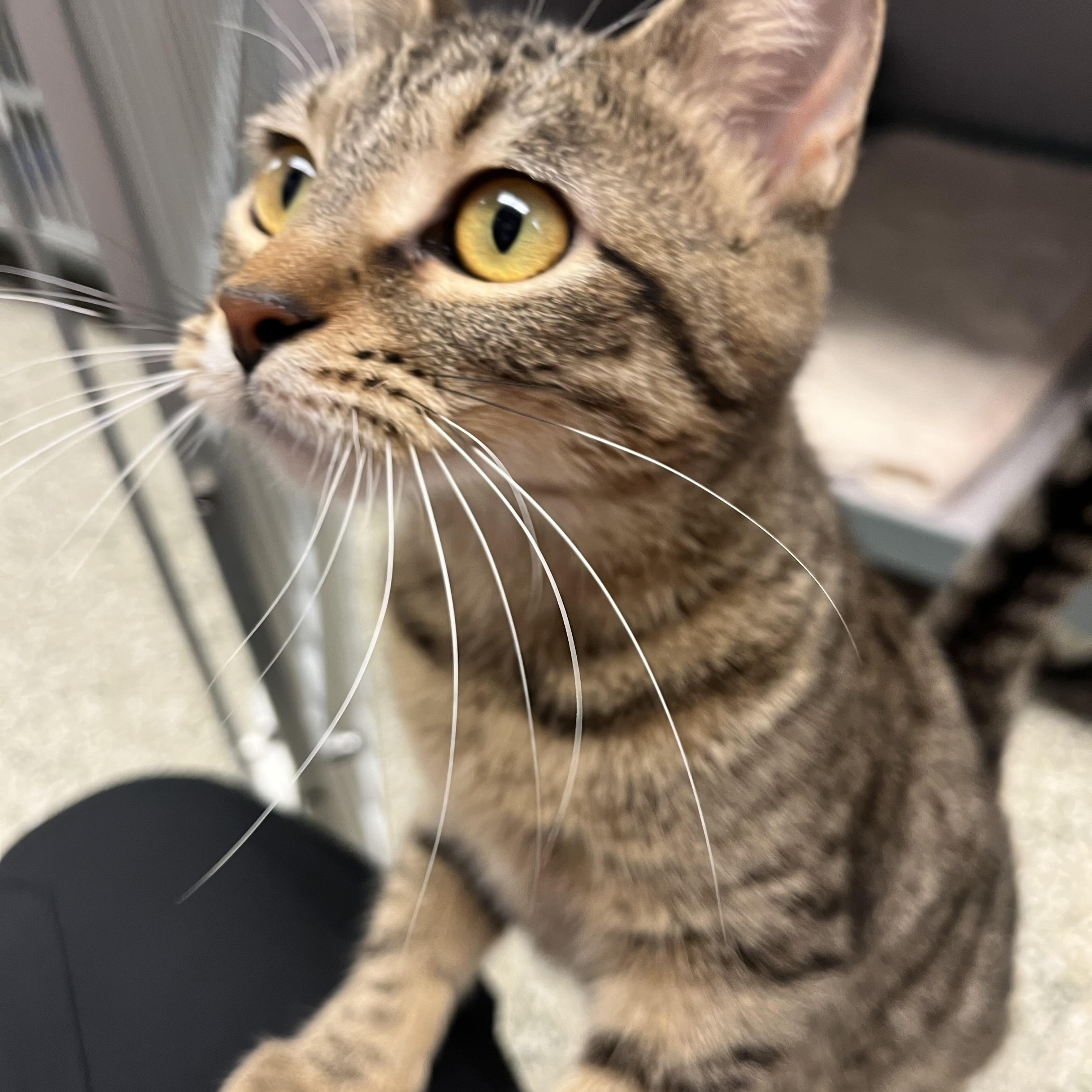 Thumbalina, Adoptable, Young Female Domestic Short Hair.