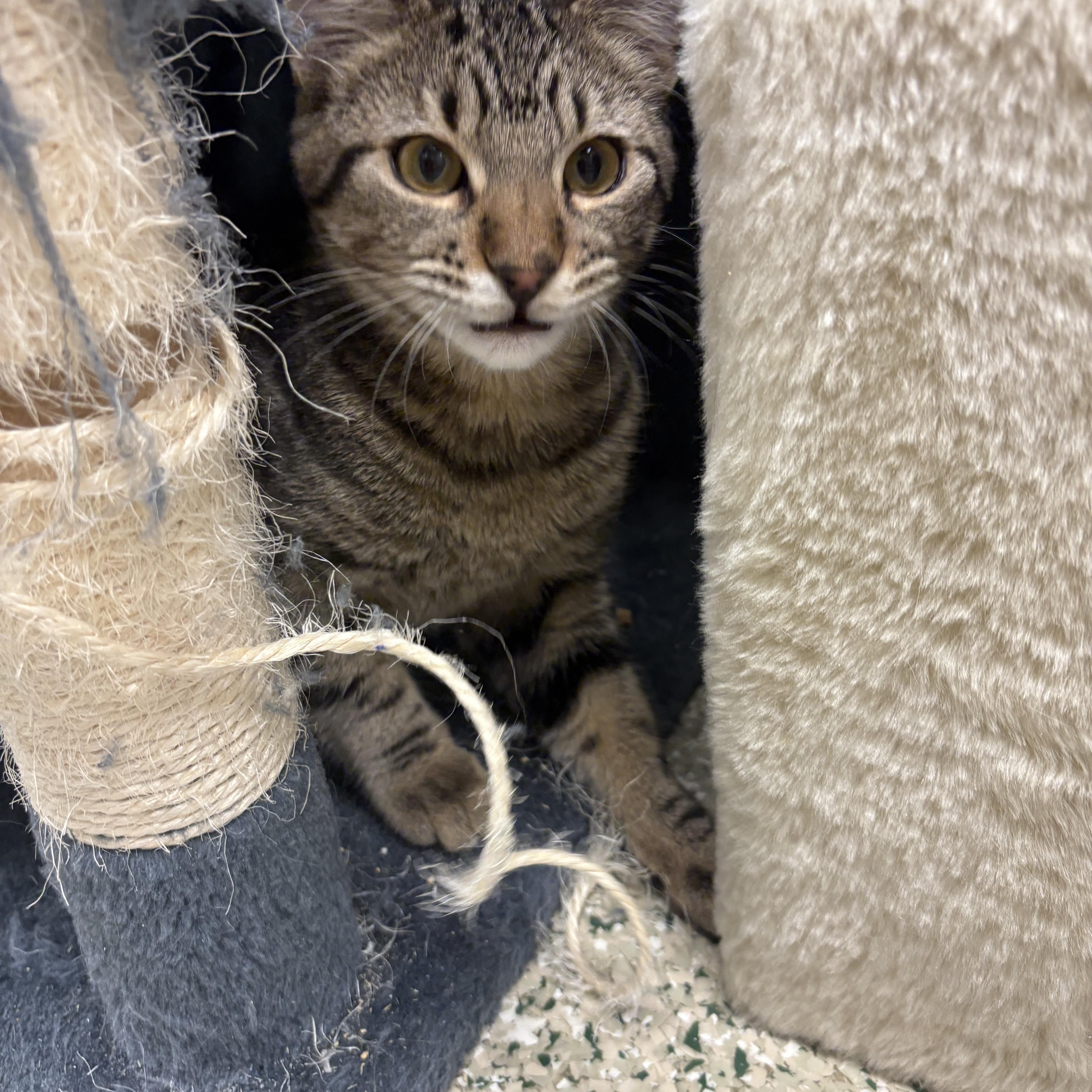 Enlarge Thumbalina, a Adoptable mixed breed in Cedar Rapids, IA image 3/3